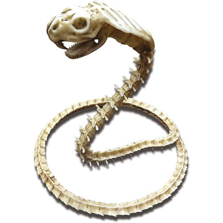 Disfraces Niños: Accesorio Cobra Esqueleto My Other Me - Compra online en MegaJuguetes