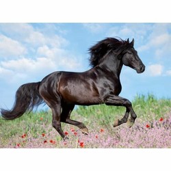 Puzzle infantil Ravensburger Black Stallion XXL 200 Piezas - Compra online en MegaJuguetes 2